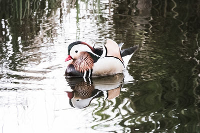 Duck swimming in lake