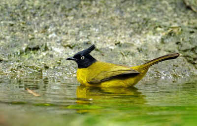 Close-up of bird in lake