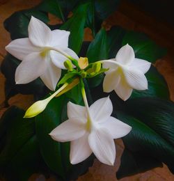 Close-up of white flowers blooming outdoors