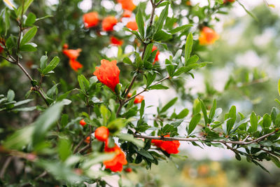 Close-up of red flowering plant