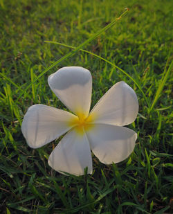 Close-up of white flower on field