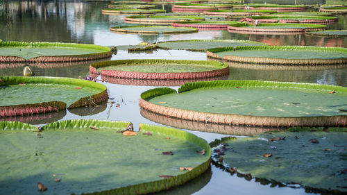 Panoramic view of lily pads floating on lake