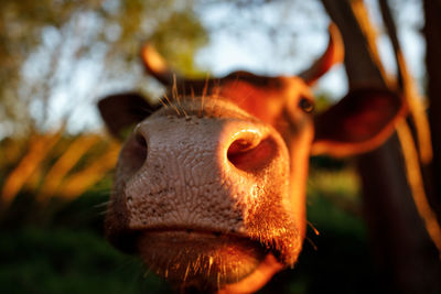 Cows nose closeup