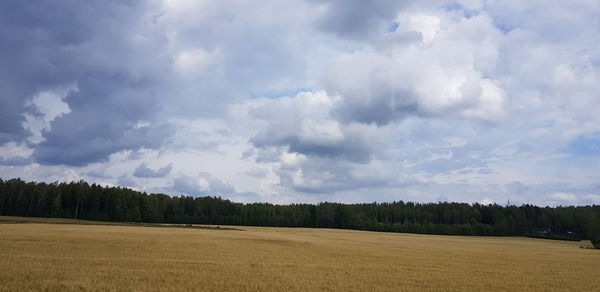 Panoramic shot of trees on field against sky
