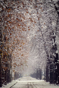 Road amidst trees during winter