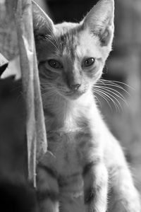 Close-up portrait of cat