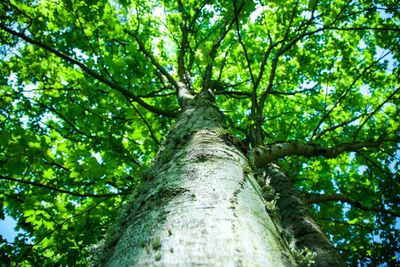 Low angle view of trees in forest