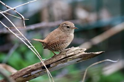 Close-up of wren perching on branch
