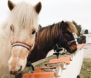 Close-up of horses