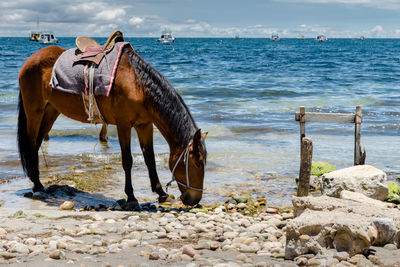 Horse on beach by sea against sky