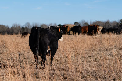 Black baldy crossbred beef cow walking toward the herd gathered around a round hay bale feeder.