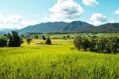 Scenic view of field against sky