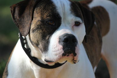Close-up portrait of dog