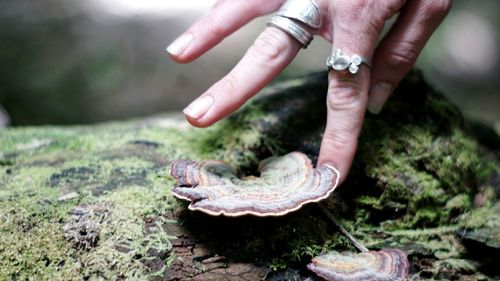 Cropped image of hand touching mushroom growing on wood