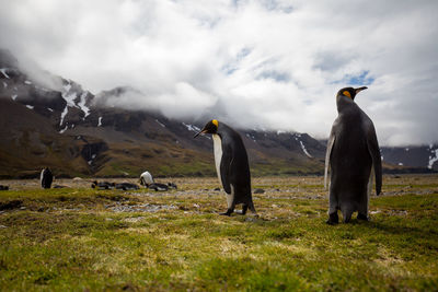 Penguins on field