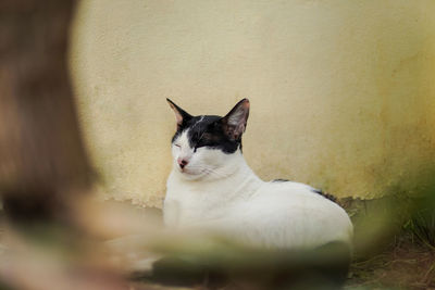 Cat resting on wall