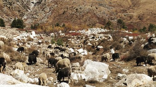 Flock of sheep on rock