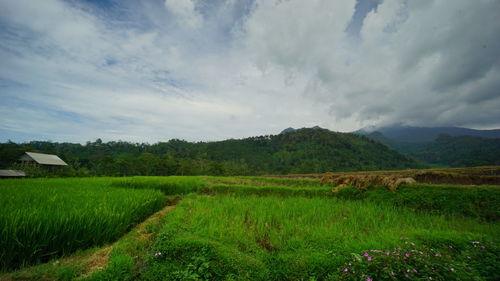 Scenic view of agricultural field against sky
