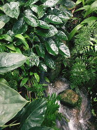 High angle view of green plants