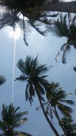 Low angle view of palm trees against sky