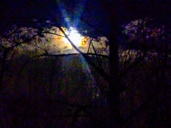 Low angle view of trees against sky at night