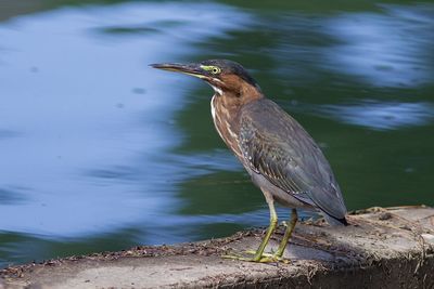 High angle view of green heron perching on lakeshore
