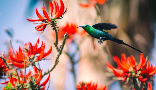 Close-up of bird perching on flower