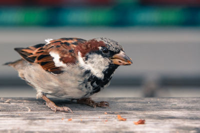 Close-up of bird on street