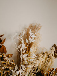 Close-up of wilted plant