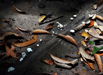 High angle view of dry leaves on ground
