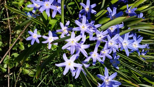 Close-up of purple flowers blooming outdoors