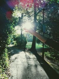 Sunlight streaming through trees in forest