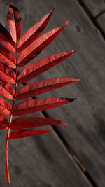 Close-up of red leaves on wood