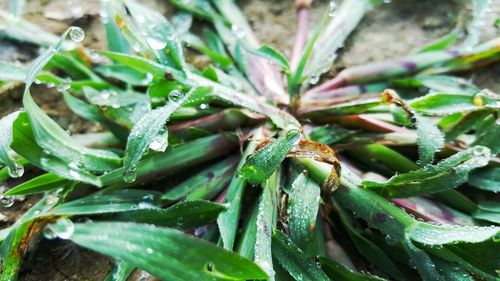 Close-up of lizard on plant