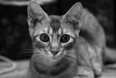 Close-up portrait of cat