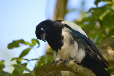 Low angle view of bird perching on wall