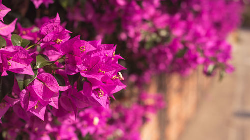 Close-up of pink bougainvillea flowers