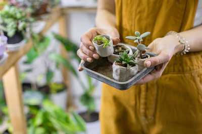 Woman gardener holds set of small ceramic pots for plant germination with sprouts haworthia, cactus