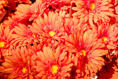 Full frame shot of flowers