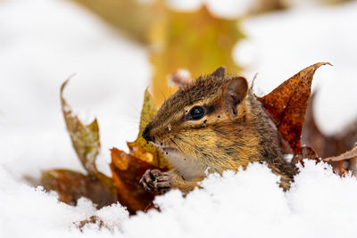 Close-up of squirrel on snow