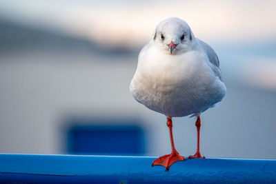 Close-up of seagull perching