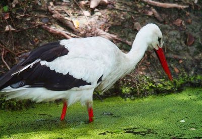 Close-up of white duck on grass