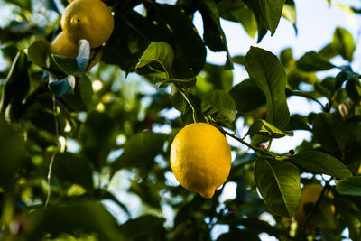 Low angle view of fruits growing on tree