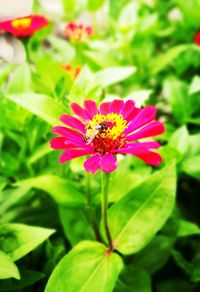 Close-up of bee pollinating on pink flower