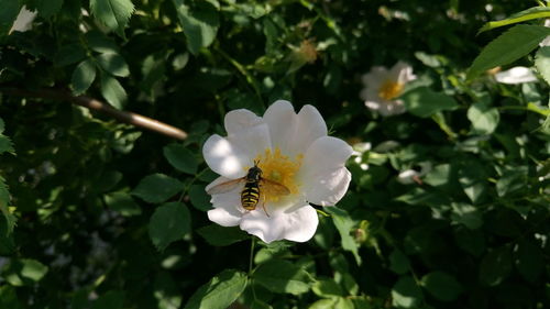 Close-up of white flowering plant