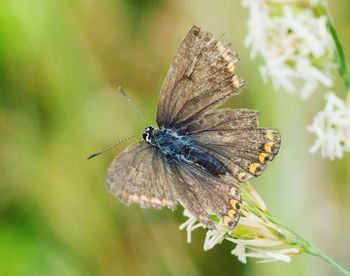 Close-up of butterfly pollinating on flower