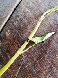 Close-up of insect on wood