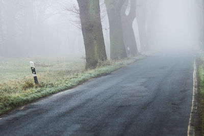 Rear view of man walking on road along trees