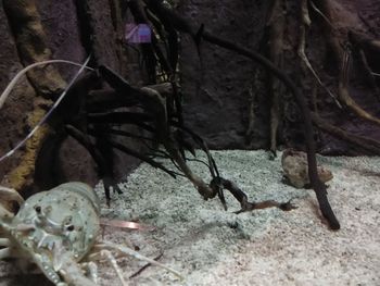 Close-up of animal skull on rock