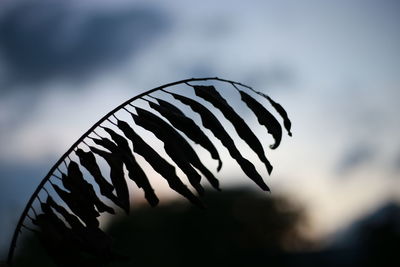 Close-up of a butterfly